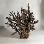 Genuine Brown Staghorn Coral