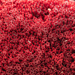 Natural Red Pipe Organ Coral