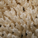 Genuine White Table Coral