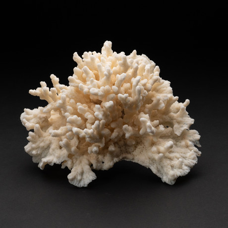 Genuine White Stem Coral // V1