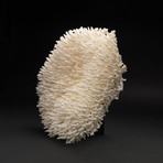 Genuine White Table Coral