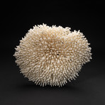 Genuine White Table Coral