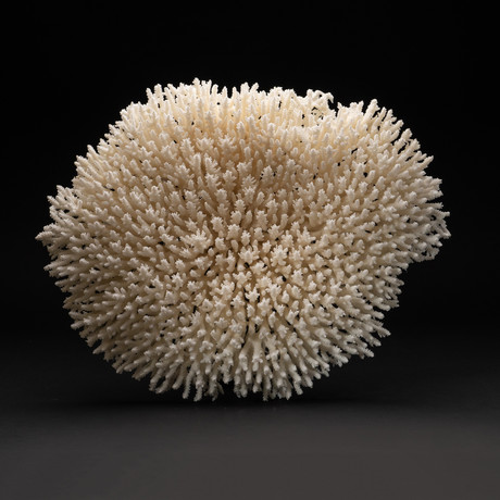 Genuine White Table Coral