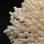 Genuine White Table Coral