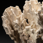 Genuine White Ridge Coral