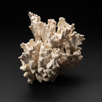 Genuine White Ridge Coral