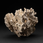 Genuine White Ridge Coral