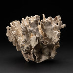 Genuine White Ridge Coral