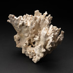 Genuine White Ridge Coral