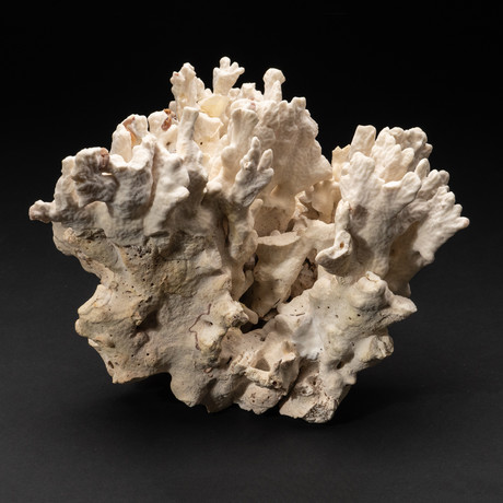 Genuine White Ridge Coral