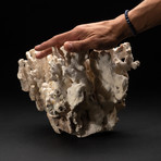 Genuine White Ridge Coral