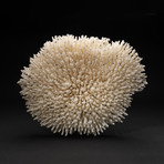 Genuine White Table Coral