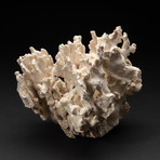 Genuine White Ridge Coral