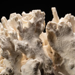 Genuine White Ridge Coral