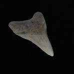 3.98" Megalodon Tooth