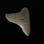 3.36" Megalodon Tooth