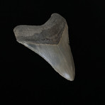 3.91" Megalodon Tooth