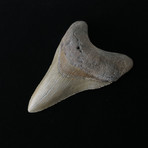 3.98" Megalodon Tooth