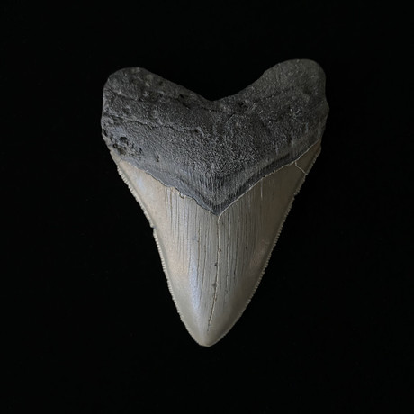 3.84" Megalodon Tooth