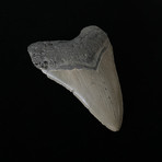 3.84" Megalodon Tooth