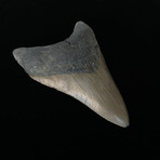 4.53" Megalodon Tooth