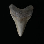 3.98" Megalodon Tooth