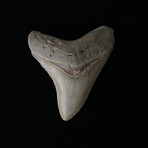 3.36" Megalodon Tooth