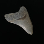 4.03" Megalodon Tooth