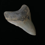 4.51" Megalodon Tooth