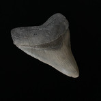 4.13" Megalodon Tooth