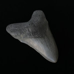 4.61" Megalodon Tooth