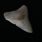 4.18" Megalodon Tooth