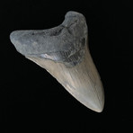 5.00" Megalodon Tooth