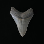 3.91" Megalodon Tooth