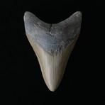 4.53" Megalodon Tooth