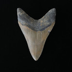 4.53" Megalodon Tooth