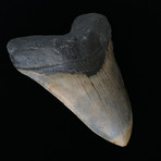 Massive Megalodon Tooth