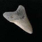 4.87" Megalodon Tooth