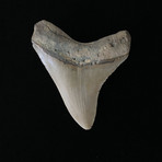 3.36" Megalodon Tooth