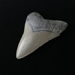 3.84" Megalodon Tooth