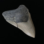 5.09" Megalodon Tooth (5.09"L x 3.56"W)