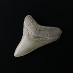 3.36" Megalodon Tooth