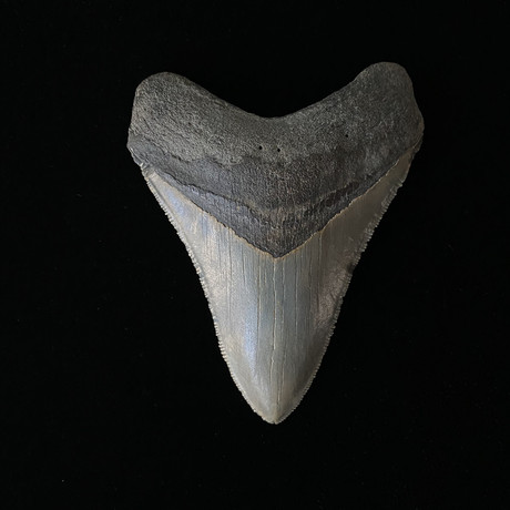 3.91" Megalodon Tooth