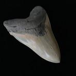 5.22" High Quality Serrated Megalodon Tooth