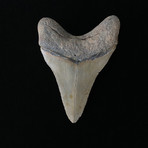 3.98" Megalodon Tooth