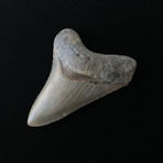 4.03" Megalodon Tooth