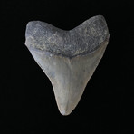 4.13" Megalodon Tooth