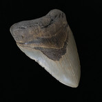 5.03" Megalodon Tooth