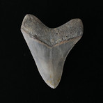 4.03" Megalodon Tooth