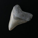 4.13" Megalodon Tooth